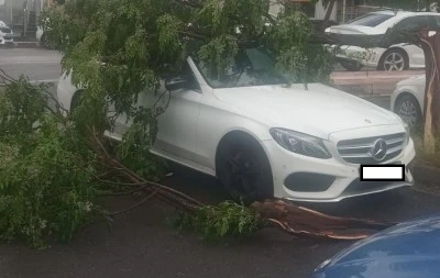 Diyarbakır'da lüks otomobil devrilen ağacın altında kaldı