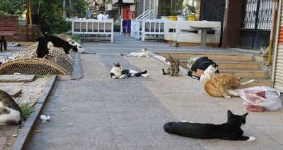 Diyarbakır'da Mahallelerin Sessiz Sahipleri