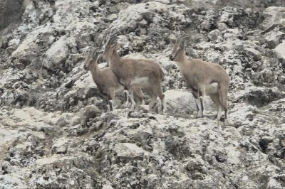 Diyarbakır&rsquo;da Makam Dağı&rsquo;nda S&uuml;r&uuml; Halinde Dağ Ke&ccedil;isi G&ouml;r&uuml;nt&uuml;lendi
