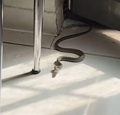 Diyarbakır’da Mutfakta Yılan Alarmı! 