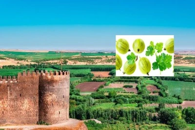 Diyarbakır'da Nadir Bulunan Bu Meyve Şifa Deposu