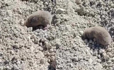 Diyarbakır’da Nadir Görüldü Kameraya Yakalandı!