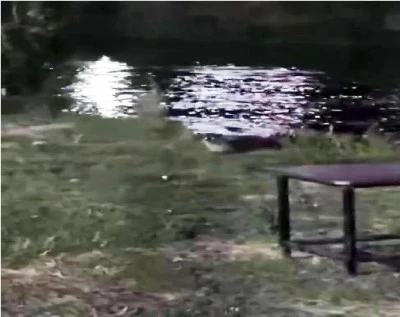 Diyarbakır&rsquo;da Nadir g&ouml;r&uuml;len su samuru Dicle Nehri&rsquo;nde 