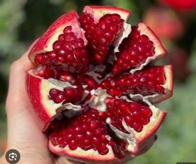 Diyarbakır'da Nar Sezonu Başladı: Sağlık İçin Eşsiz Faydalar Sunuyor