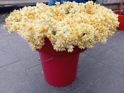 Diyarbakır&rsquo;da nergis kokusu sokaklara yayıldı