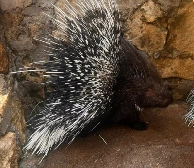 Diyarbakır&rsquo;da Nesli Tehlike Altındaki Oklu Kirpi G&ouml;r&uuml;nt&uuml;lendi