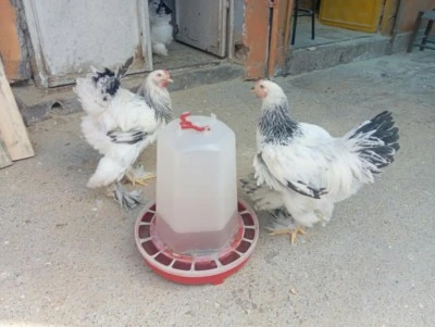 Diyarbakır&rsquo;da pa&ccedil;alı tavuklar