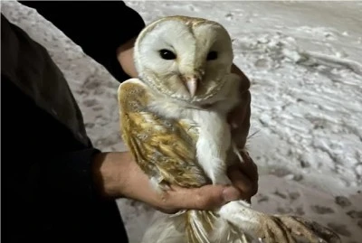 Diyarbakır&rsquo;da Pe&ccedil;eli Baykuşu Donmaktan Kurtardı