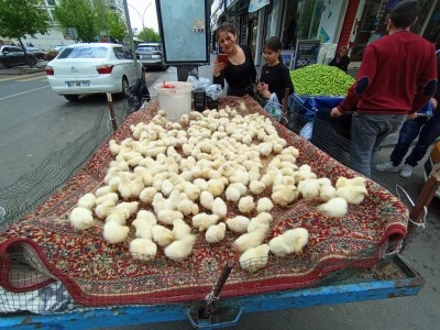 Diyarbakır&rsquo;da sarı civcivler ilgi odağı oldu
