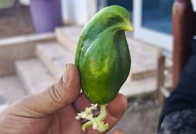 Diyarbakır'da şaşırtan salatalık