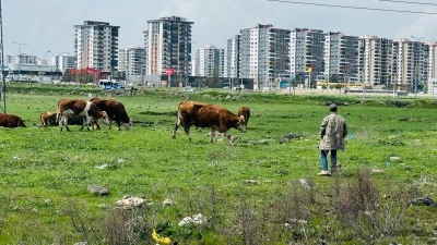 Diyarbakır'da şehrin ortası mera oldu