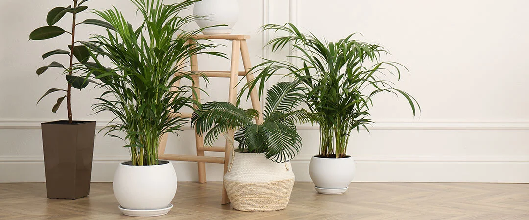 Diyarbakır’da Soğuk Hava Salon Çiçeklerinin Bakımını Gündeme Taşıdı