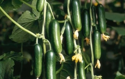 Diyarbakır’da Soğuk Hava Semt Pazarlarını Vurdu: Salatalık 80 Liraya Dayandı!