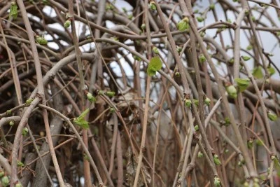 Diyarbakır’da Söğütler Yeşerdi