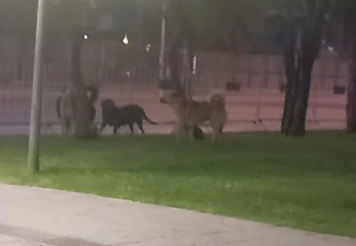 Diyarbakır&rsquo;da Sokak K&ouml;pekleri Tedirginliği