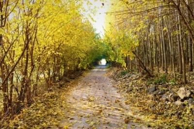 Diyarbakır’da sonbahar kendini hissettirdi: Sokaklarda yaprak, havada serinlik