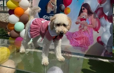 Diyarbakır’da sonunda buda oldu: Köpeğe Doğum Günü Partisi yaptılar