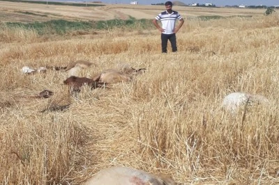 Diyarbakır'da 62 K&uuml;&ccedil;&uuml;kbaş Hayvan Telef Oldu