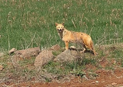 Diyarbakır'da Tarlada Kurt Paniği