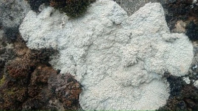 Diyarbakır’da taşlardan elde edilen doğal kına