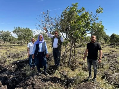 Diyarbakır’da taşlık araziler gelir kapısına dönüştü