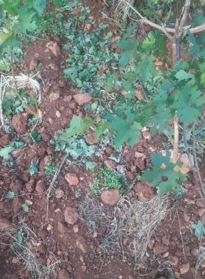 Diyarbakır’da tehlike çanları çalıyor