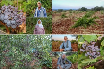 Diyarbakır'da Üzüm ve İncir Alarmı: Kuraklık ve Hastalıklar!