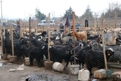 Diyarbakır'da vatandaşlar eti canlı hayvan pazarından alıyor