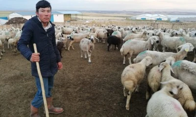 Diyarbakır'da Yabancı Çobanlara Çalışma İzni