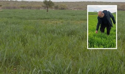 Diyarbakır'da yağmur çiftçilerin yüzünü güldürdü