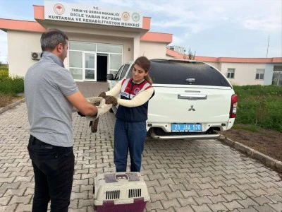 Diyarbakır&rsquo;da Yaralı Şahin Kurtarıldı