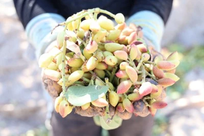 Diyarbakır’da Yeşil Altın Hasadı Başladı: Fiyatlar Rekor Seviyede