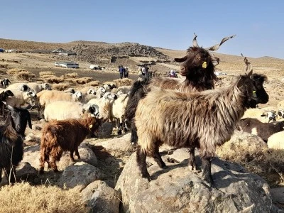 Diyarbakır&rsquo;da Yetiştirilen Ke&ccedil;i Eti, Sağlık i&ccedil;in İdeal