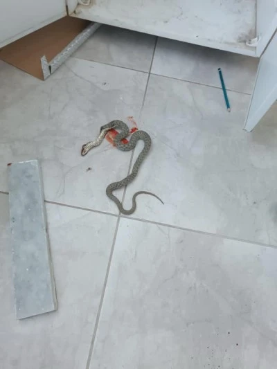 Diyarbakır’da yılan üçüncü kattaki evin içine girdi