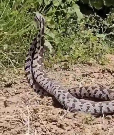 Diyarbakır’da yılanların dansı görüntülendi