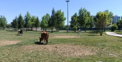 Diyarbakır'da zabıta ekipleri inek avına çıktı!