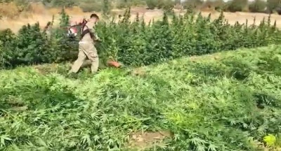 Diyarbakır’da Zehir Tacirlerine Büyük Darbe: 3 Milyon 476 Bin Kenevir Kökü Ele Geçirildi