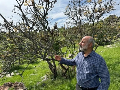 Diyarbakır’da zirai don menengiç ağaçlarını da vurdu