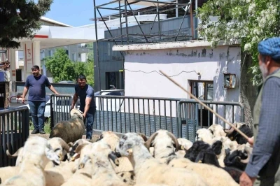 Diyarbakır&rsquo;dan şehir dışına kurbanlık sevki devam ediyor