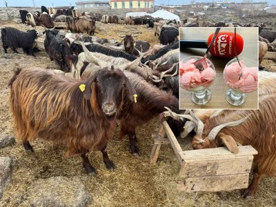 Diyarbakır'ın Dondurması bu keçilerden