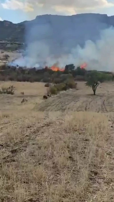 Diyarbakır Hazro’da Otluk Alanda Yangın: Onlarca Ağaç Kül Oldu