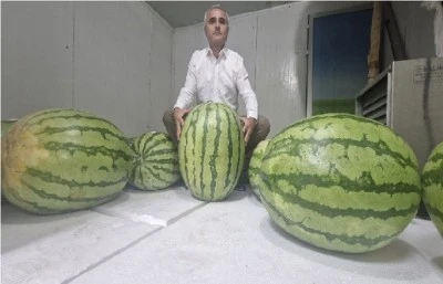 Diyarbakır’ın Dev Karpuzları Yarışacak