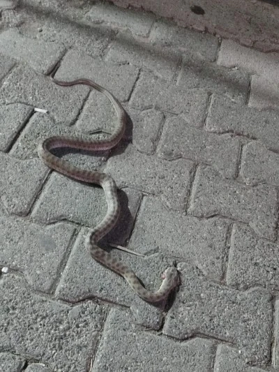 Diyarbakır’ın  en zehirli yılanı