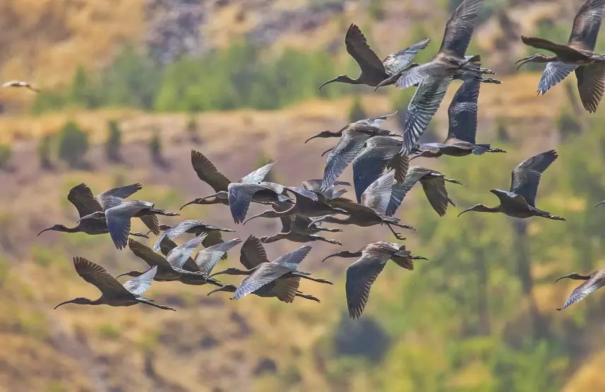 Diyarbakır’ın Göçmen Kuşları: Hevsel Bahçeleri’nin Biyoçeşitlilik Hazinesi