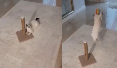 Diyarbakır'ın Kaleci Kedisi: “Şeker” Adlı Kedi Futbol Yeteneğiyle İlgi Çekiyor