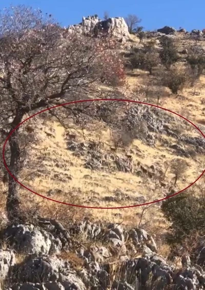 Diyarbakır’ın Mirğan Dağı’nda Dağ Keçileri Sürü Halinde Görüntülendi