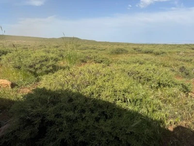 Diyarbakır’ın sessiz şifası: Geven otu