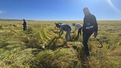 Diyarbakır’ın Tescilli Karacadağ Pirinci, Sağlık ve Lezzet Arayanların Gözdesi Oluyor