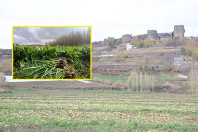 Diyarbakır’ın  UNESCO  Mirasında Bereketli Hasat Sürüyor