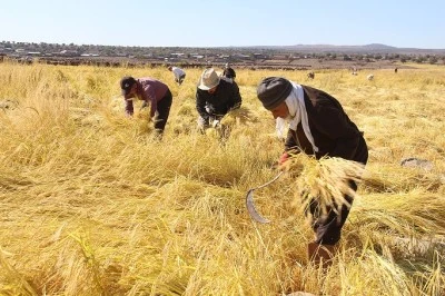 Diyarbakır Karacadağ Pirinci Hasadı Başladı